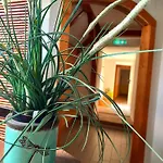 Fruehstueckspension Gesslbauer 3*