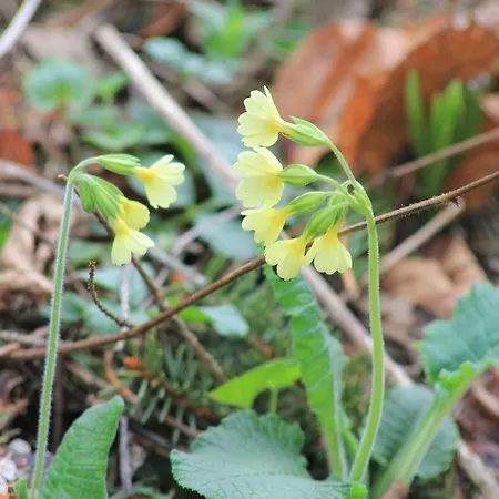 Fruehstueckspension Gesslbauer Steinhaus am Semmering