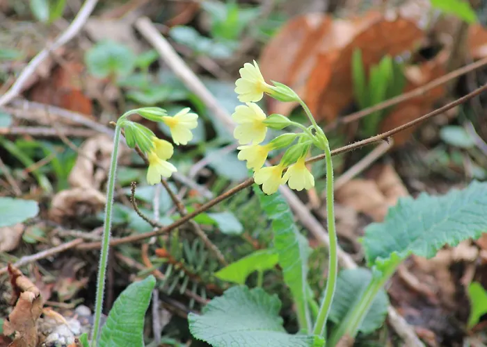 Fruehstueckspension Gesslbauer Steinhaus am Semmering