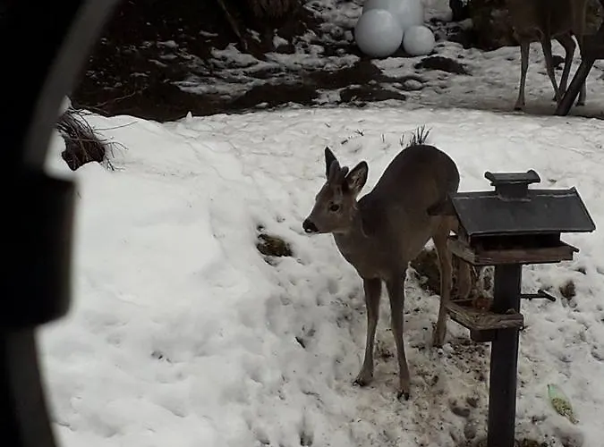 Värdshus Fruehstueckspension Gesslbauer